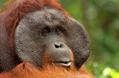 orangutan-tour-img-11